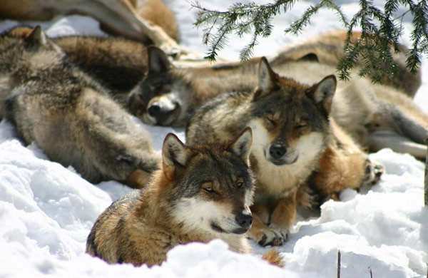 Alpha - Parc des loups