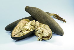Pulpe de fruit de baobab