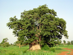 Pulpe de fruit de baobab