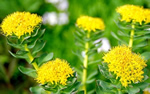 Rhodiola